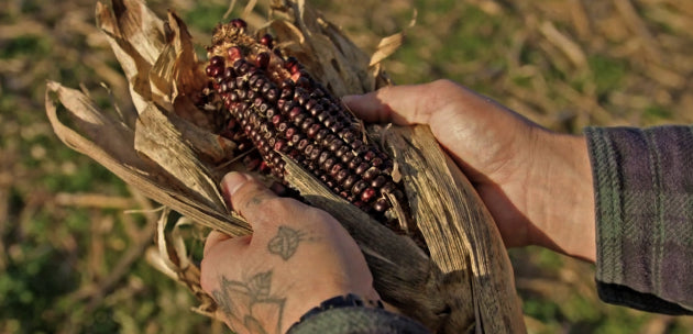 Heirloom Corn